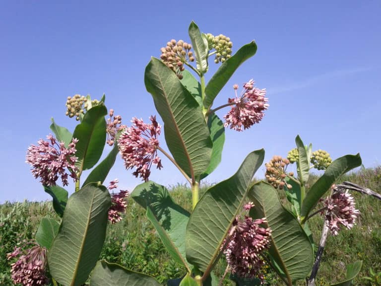 Asclepias syriaca