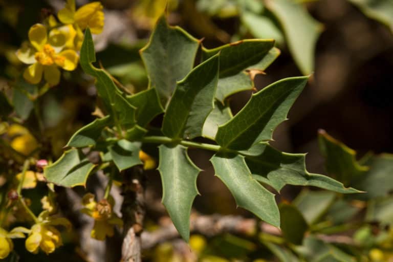 Berberis haematocarpa