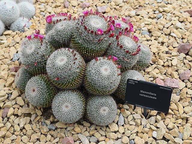 Mammillaria Archives - Phoenix Desert Seeds