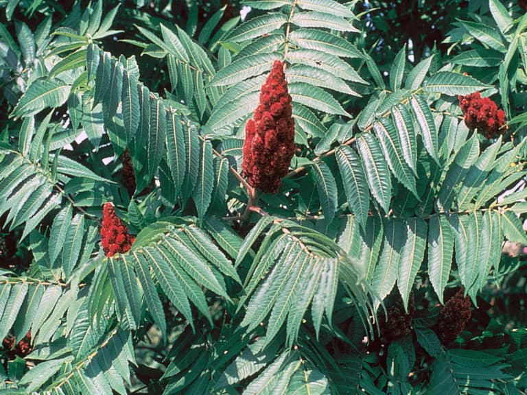 Rhus typhina