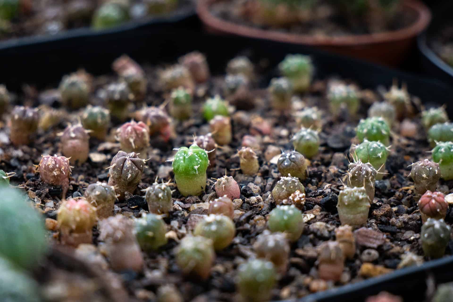 Echinocereus Viridiflorus (Hardy Hedgehog Cactus) Seeds - Grow Your Own!