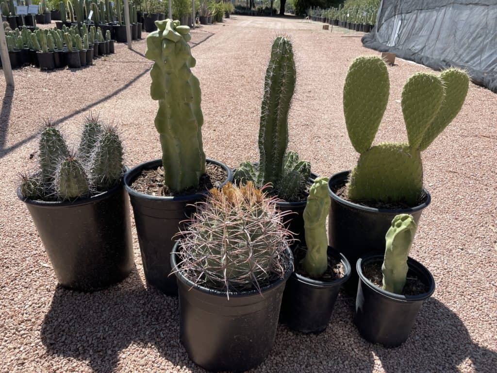 Large Cacti Garden Kit 7 living plants Phoenix Desert Seeds