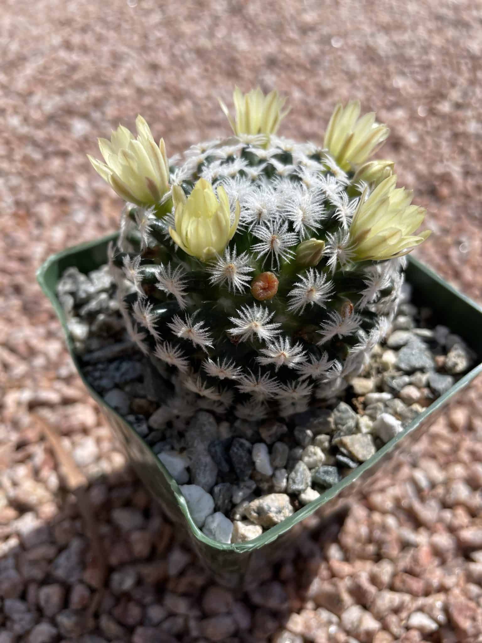 Mammillaria duwei - Phoenix Desert Seeds
