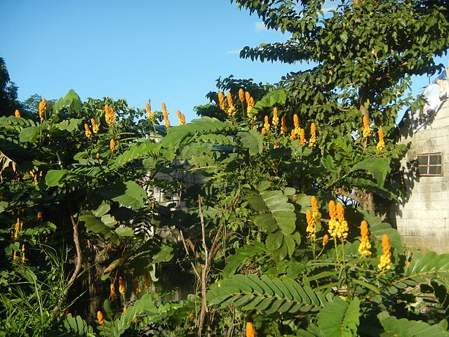 Cassia alata seeds - Image 2